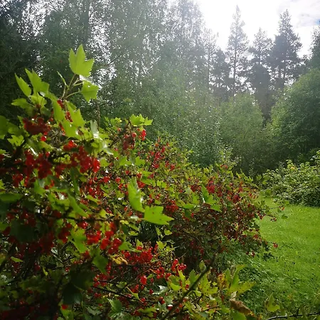 Ka Stor Elvdal Konukevi Koppang